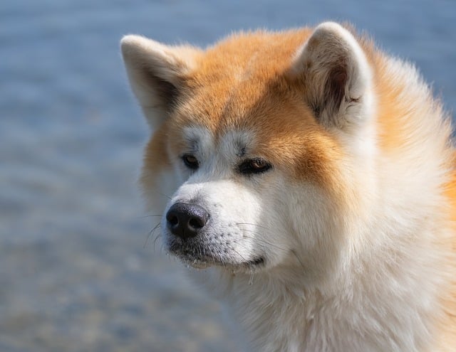 akita