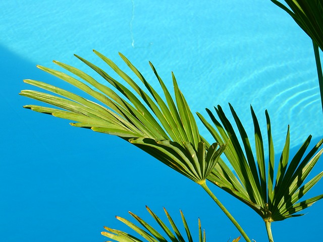 listy palmy u bazénu
